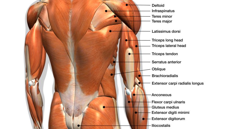 anatomie rückenmuskulatur